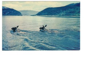 Moose Swimming, Mara Lake, Sicamous,   British Columbia