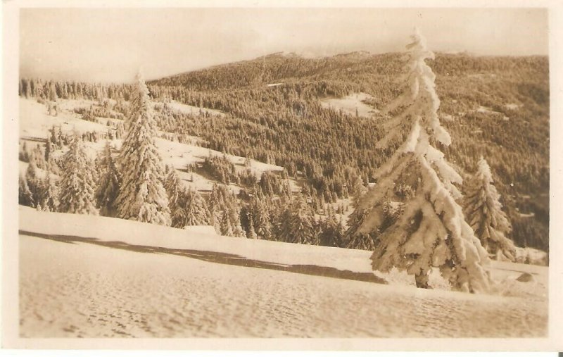 U70952 romania harghita tinutul harghitei mountains winter snow fir forest 