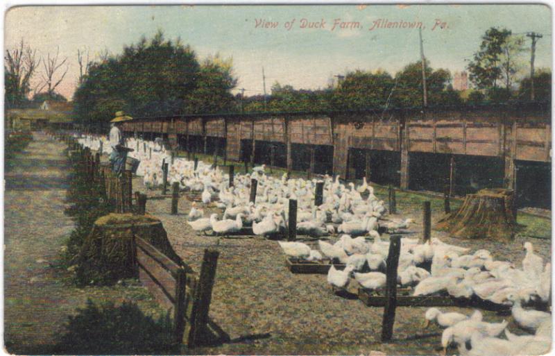 Pa - Allentown - Duck Farm - Man feeding Ducks - 1910