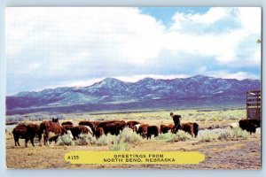 North Bend Nebraska NE Postcard Greetings Cow Herd Farmer c1960 Vintage Antique