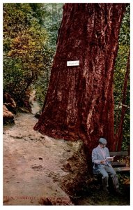 No. 931  Roosevelt Redwood Tree w Man Reading CA Mitchell Postcard