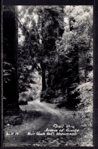 Trail Through Avenue of Giants,Muir Woods National Monument