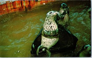 Harbor Seals Seaside Aquarium Oregon Coast Postcard