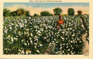 Dixieland - Field of Cotton