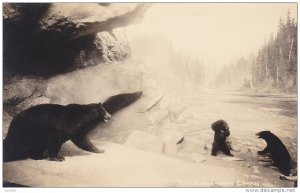 RP, State Museum, Black Bears, University Of Washington Campus, SEATTLE, Wash...