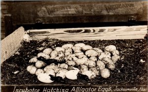 RPPC  JACKSONVILLE, FL   ALLIGATOR EGGS HATCHING    c1920s  Postcard