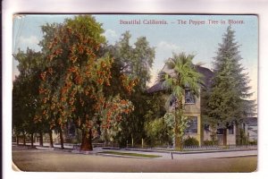 Pepper Tree in Bloom, Beautiful California, Used 1910