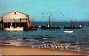 Massachusetts Cape Cod Gulls Boats and Town Wharf 1976