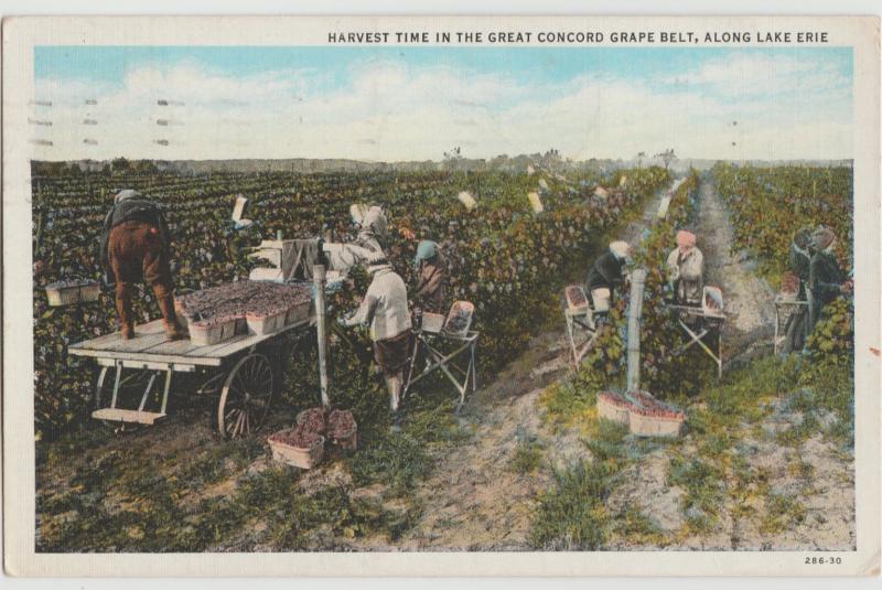 HARVEST FARMING CONCORD GRAPE BELT Postcard 1938