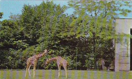 Illinois Chicago Brookfield Zoo Giraffes