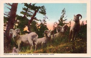 Mountain Sheep Big Horn Sheep Banff National Park Alberta AB Unused Postcard D42