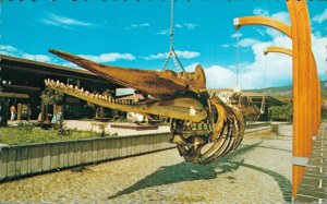 Hawaii Whalers Village Kaanapali Maui Whale Skeleton Vintage Postcard 07.58