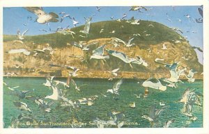 San Francisco CA Sea Gulls at San Francisco Harbor White Borde Postcard Unused