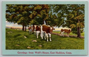 East Haddam CT Greetings From Wolf's House Connecticut Cows Field Postcard O22