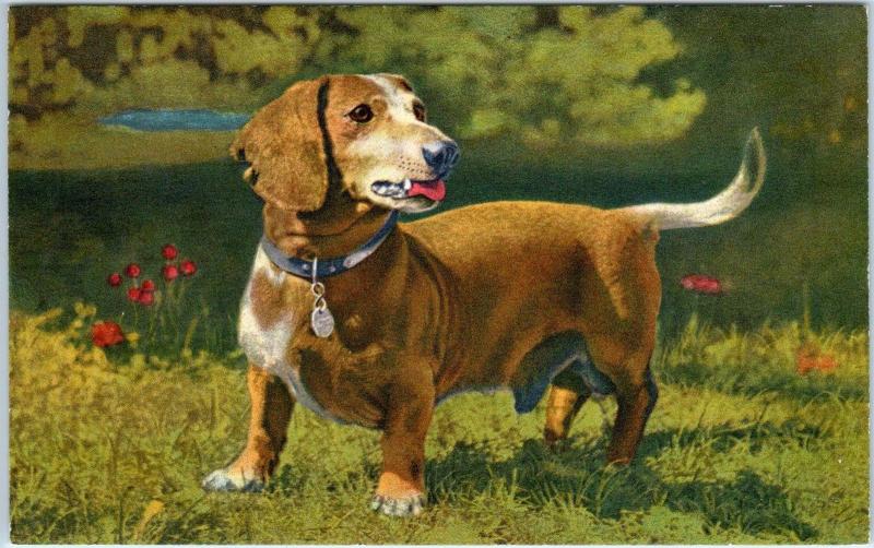 DACHSHUND DOG   Postcard   c1940s   Printed in Switzerland