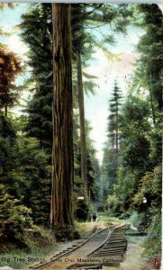 1910s Big Tree Station Santa Cruz Mountains California Railroad Postcard