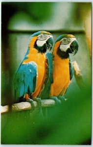 Postcard - Blue and Yellow Macaw, Topeka Zoological Park - Topeka, Kansas