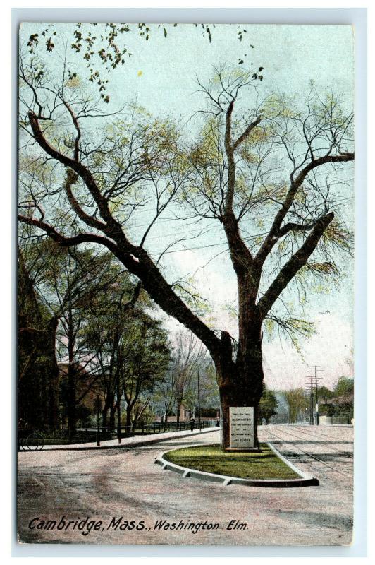 Postcard Washington Elm, Cambridge, Mass MA C11