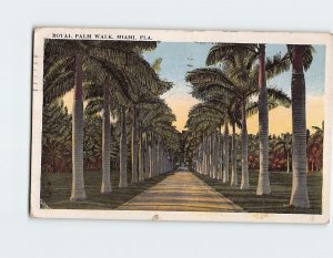 Postcard Royal Palm Walk, Miami, Florida