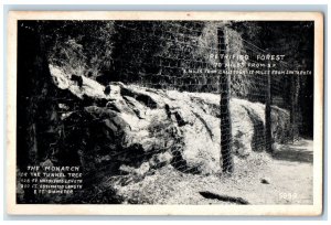 The Monarch Or The Tunnel Tree Petrified Forest Calistoga California CA Postcard 