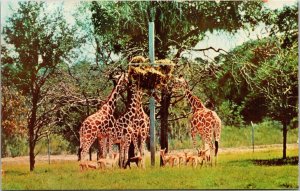 Giraffes Feeding Busch Gardens African Veld Tampa Florida Fl Anheuser Postcard 