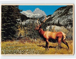 M-129720 Rocky Mountain Wapiti or Elk Canadian Rockies Canada