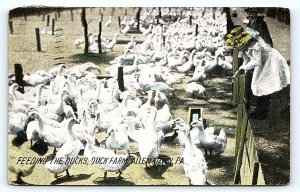 ALLENTOWN, PA Pennsylvania ~ DUCK FARM ~FEEDING the Ducks 1909 Postcard