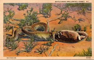 Snakes Rattle Snake Swallowing A Rabbit Curteich