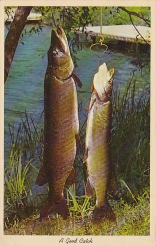 Fishing A Good Catch Northern Pike 1968