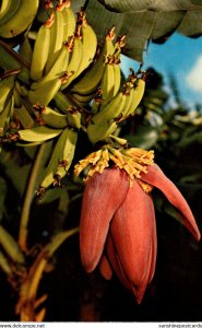 Banana Tree Showing Blosom and Young Fruit In Florida