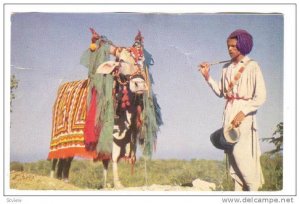 The Clairvoyant Bull, India, 1940-1960s