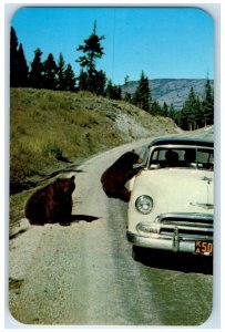 c1950's Bear Cubs Begging For A Handout In Yellowstone National Park WY Postcard