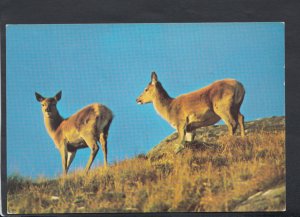 Animals Postcard - Red Deer Hinds  - Posted - RR4417