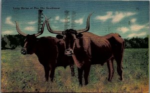 1940s NEW MEXICO LONG HORNS OF THE OLE SOUTHWEST STEER LINEN POSTCARD 36-28