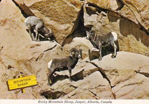 Canada Jasper Rocky Mountain Sheep