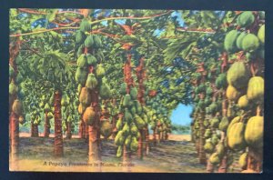 Mint USA Color Picture Postcard A Papaya Plantation In Miami Florida