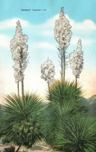 Vintage Postcard Desert Yuca Blossoms Spring Early Summer Blooms Great Southwest