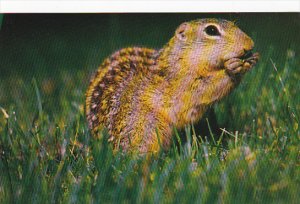 A Busy Chipmunk