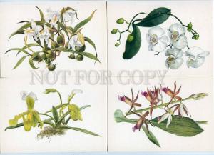 200404 Orchids by artist Shipilenko w/ latin name set 16 cards