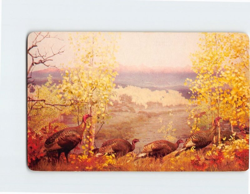 Postcard Merriams Wild Turkeys