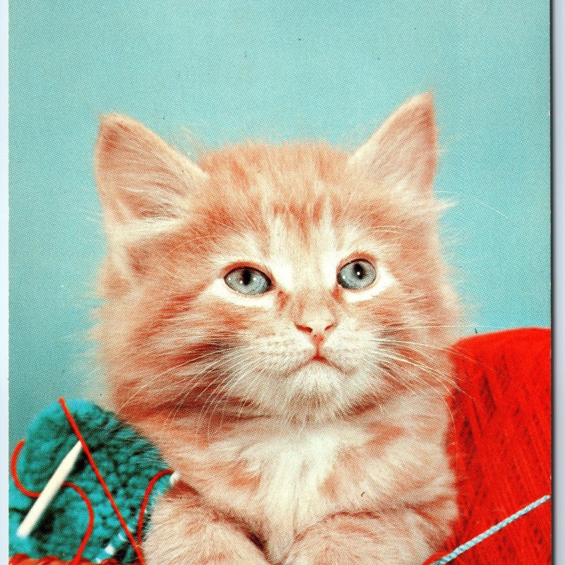 c1970s Platteville, Wis. Greetings from PC Adorable Orange Tabby Kitten Cat A264