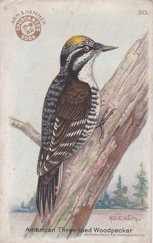 American Three-toed Woodpecker - Arm & Hammer Trade Card