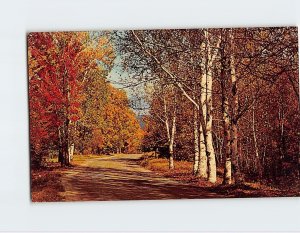 Postcard A Country Road In Autumn