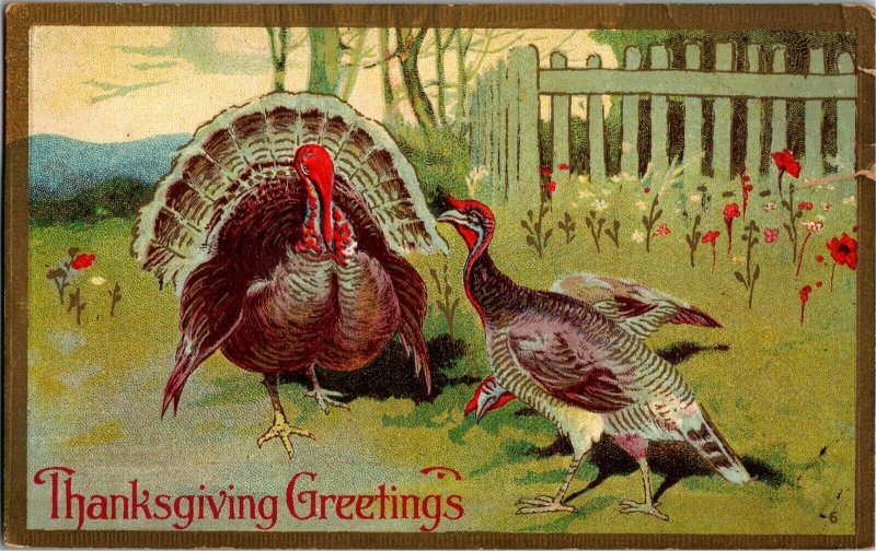 Thanksgiving Greetings Turkeys Tom Hen Vintage Postcard T01