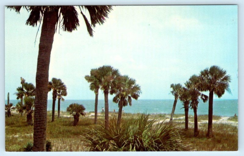 EDISTO BEACH STATE PARK, South Carolina SC ~  PALMETTO TREES c1960s  Postcard 