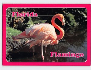 Postcard Florida Flamingo Florida USA