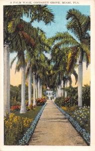MIAMI FL PALM WALK COCOANUT GROVE POSTCARD 1920s