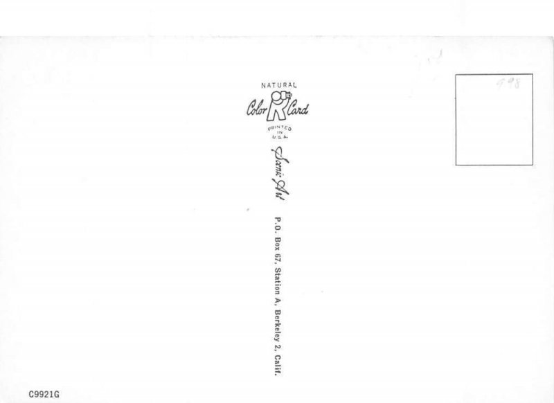 Mesa Arizona Greetings Ranch Scene Cows Cattle Postcard AA87557