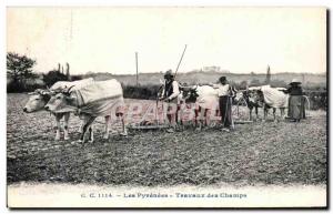 Old Postcard The Pyrenees Works Champs Folklore Costume Oxen