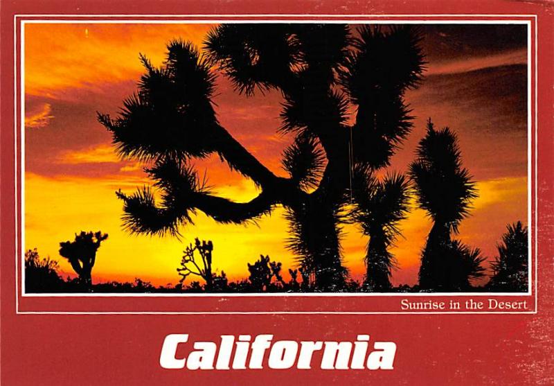 California - Joshua Trees